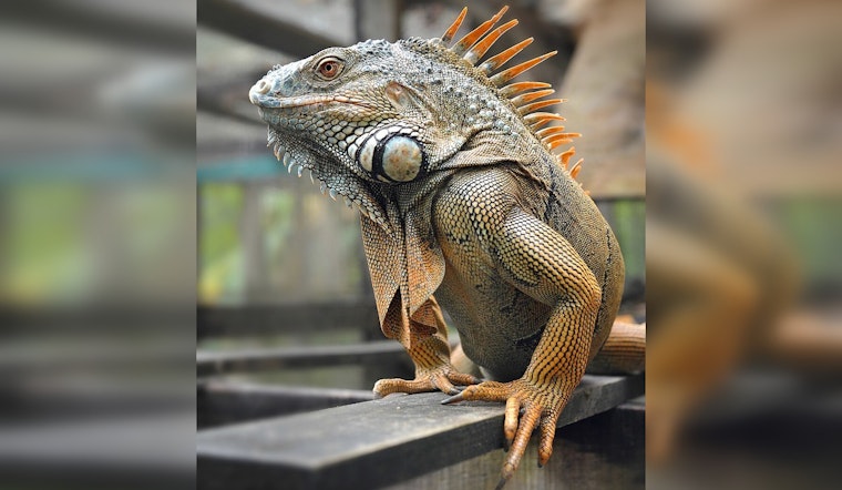 Dead Iguana Turns Killer In Loxahatchee Backyard Tragedy