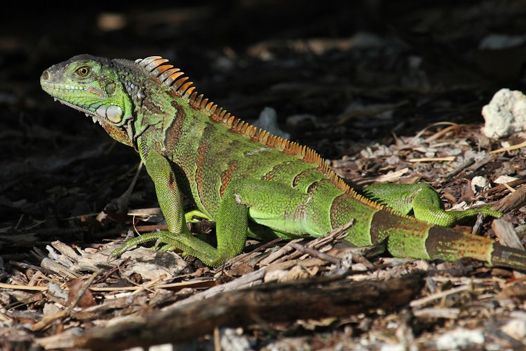 Dead Iguana Turns South Florida Backyard Into Dog’s Worst Nightmare