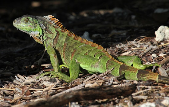 Dead Iguana Turns South Florida Backyard Into Dog’s Worst Nightmare