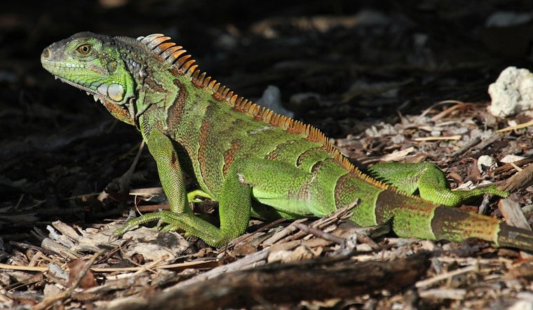 Dead Iguana Turns South Florida Backyard Into Dog’s Worst Nightmare