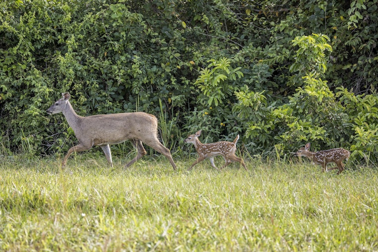 Deer Takeover In Peachtree Corners As Herd Swells Eightfold