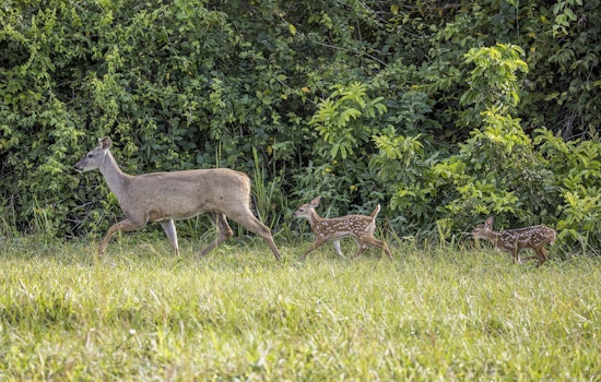 Deer Takeover In Peachtree Corners As Herd Swells Eightfold