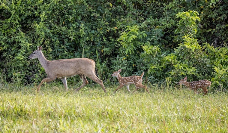 Deer Takeover In Peachtree Corners As Herd Swells Eightfold