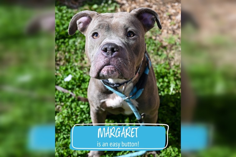 DeKalb Shelter Puts 17 Dogs on One-Day Euthanasia Clock