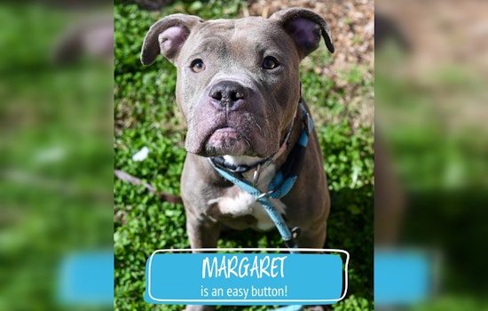 DeKalb Shelter Puts 17 Dogs on One-Day Euthanasia Clock