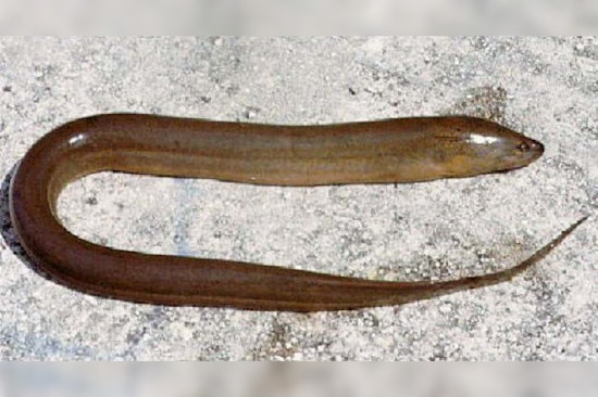 DNA Tripwire Sniffs Out Sneaky Everglades Fish Invaders