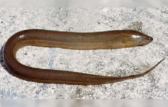 DNA Tripwire Sniffs Out Sneaky Everglades Fish Invaders