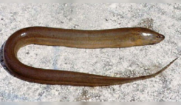 DNA Tripwire Sniffs Out Sneaky Everglades Fish Invaders