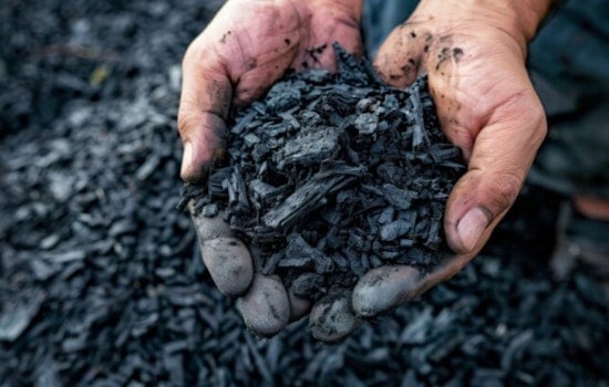 Douglas County Gambles That Trash Trees Can Pay for Wildfire Defense