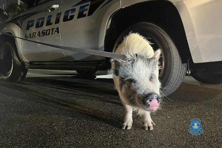 Downtown Pork Mystery, Sarasota Cops Hunt Owner Of 100-Pound Pig