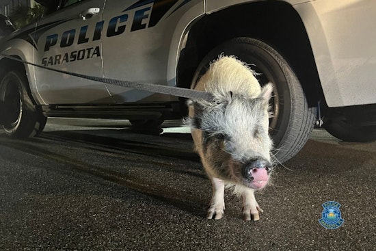 Downtown Pork Mystery, Sarasota Cops Hunt Owner Of 100-Pound Pig