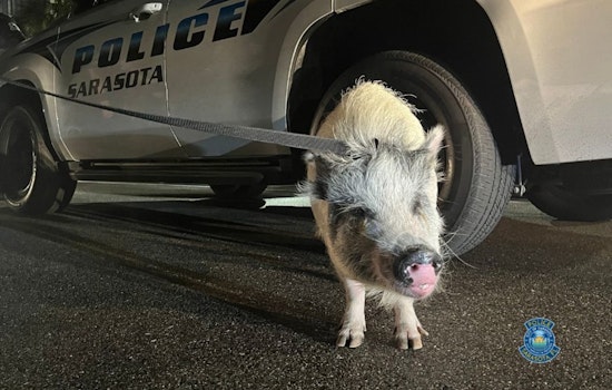 Downtown Pork Mystery, Sarasota Cops Hunt Owner Of 100-Pound Pig