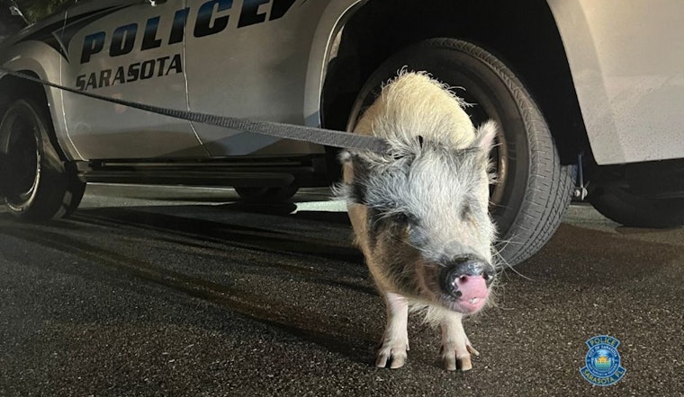 Downtown Pork Mystery, Sarasota Cops Hunt Owner Of 100-Pound Pig