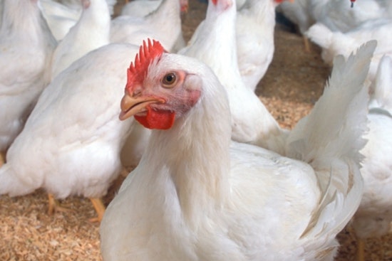 Drummond Hauls In $25 Million From Poultry Giants To Clean Up Illinois River
