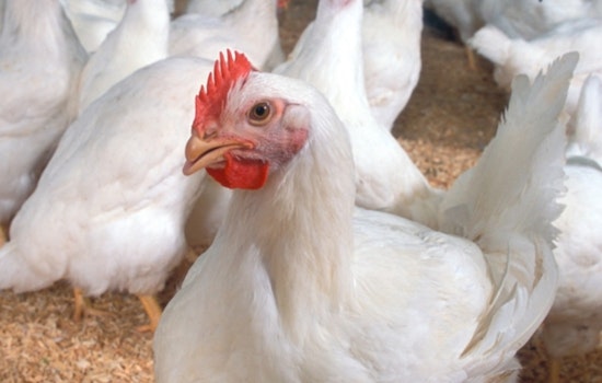 Drummond Hauls In $25 Million From Poultry Giants To Clean Up Illinois River