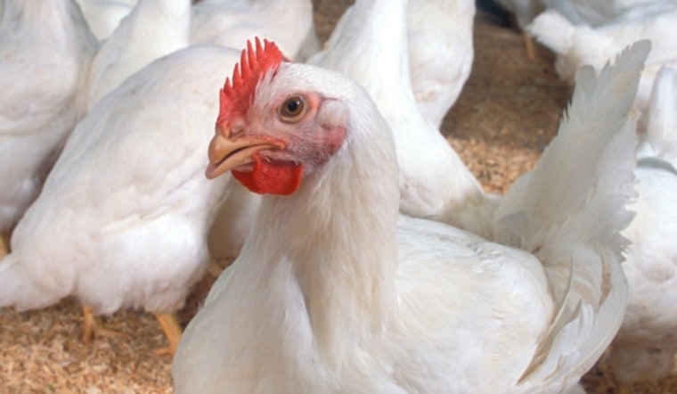 Drummond Hauls In $25 Million From Poultry Giants To Clean Up Illinois River