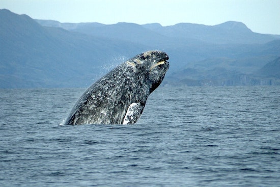 Early-Bird Gray Whales Crash San Francisco Bay Commute