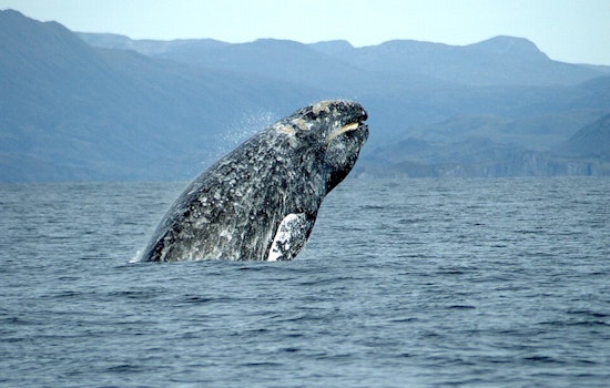 Early-Bird Gray Whales Crash San Francisco Bay Commute