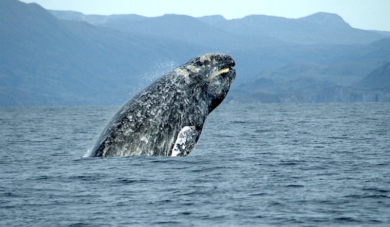 Early-Bird Gray Whales Crash San Francisco Bay Commute