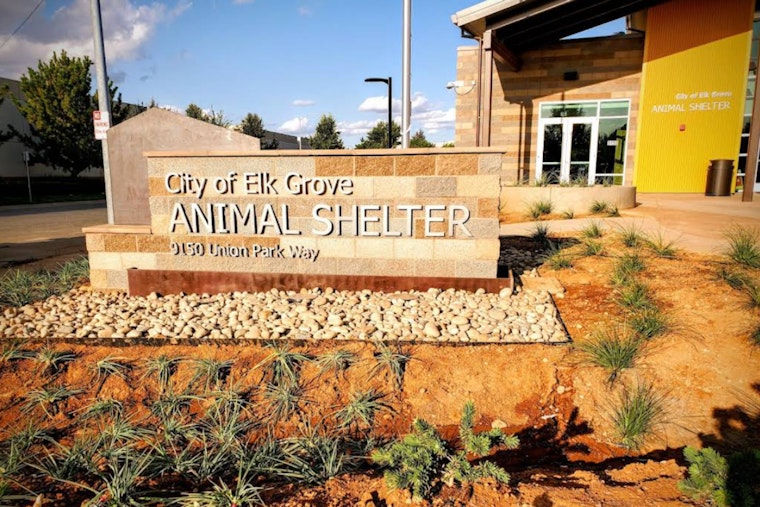Elk Grove Shelter Slams Brakes On Dog Adoptions As Virus Spreads