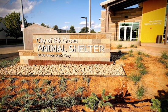 Elk Grove Shelter Slams Brakes On Dog Adoptions As Virus Spreads