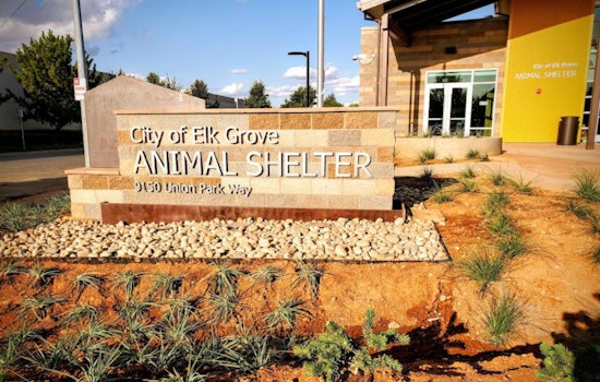 Elk Grove Shelter Slams Brakes On Dog Adoptions As Virus Spreads