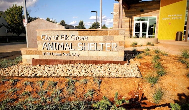 Elk Grove Shelter Slams Brakes On Dog Adoptions As Virus Spreads