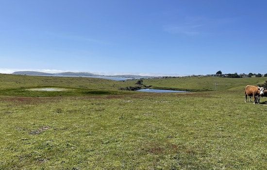 Estero Americano Preserve Turns Bodega Harbour Cul‑De‑Sac Into Coastal Gridlock