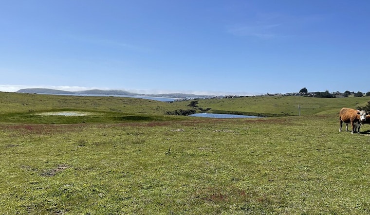 Estero Americano Preserve Turns Bodega Harbour Cul‑De‑Sac Into Coastal Gridlock