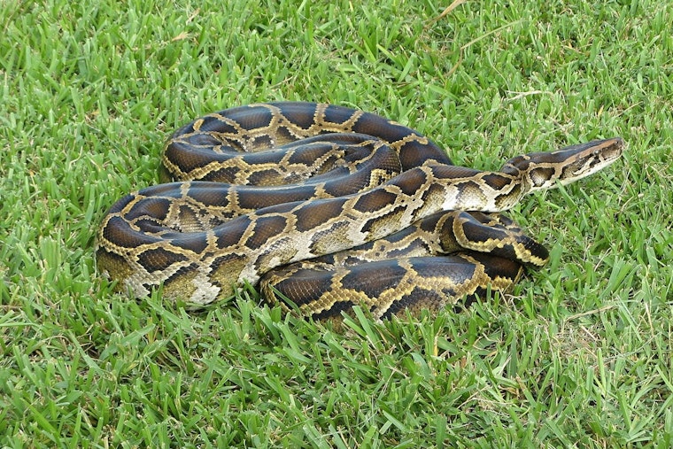 Everglades Swamp Standoff: WFLA's Amanda Holly Drags Python Out Near Naples