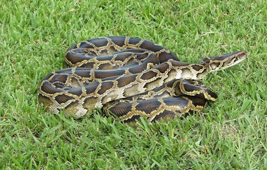 Everglades Swamp Standoff: WFLA's Amanda Holly Drags Python Out Near Naples