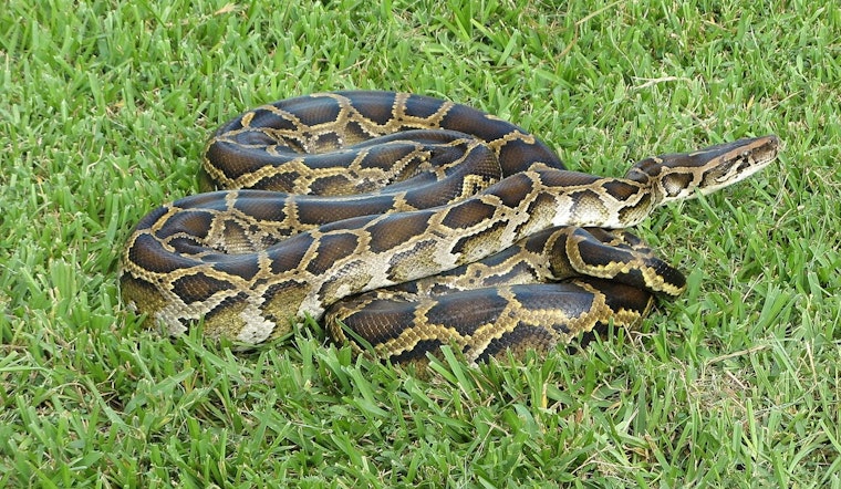 Everglades Swamp Standoff: WFLA's Amanda Holly Drags Python Out Near Naples