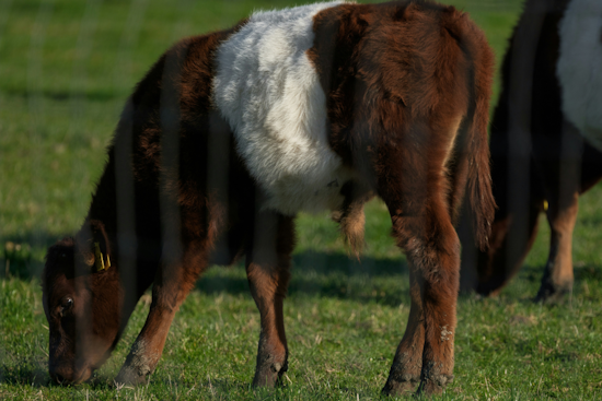Feds Say Fort Worth Cattle Crew Milked Investors In $220 Million Contract Scam