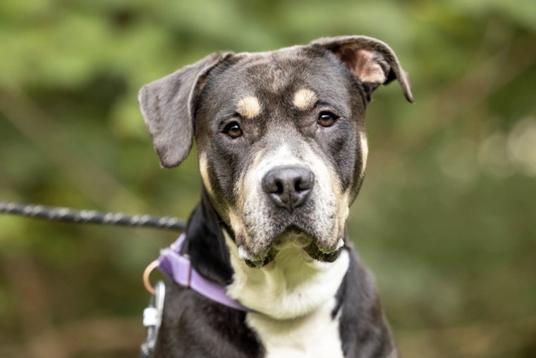Find Your Furry Valentine Wake County Animal Center Offers Adoption Special Despite Renovations