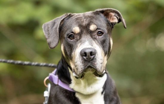 Find Your Furry Valentine Wake County Animal Center Offers Adoption Special Despite Renovations