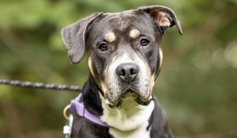 Find Your Furry Valentine Wake County Animal Center Offers Adoption Special Despite Renovations