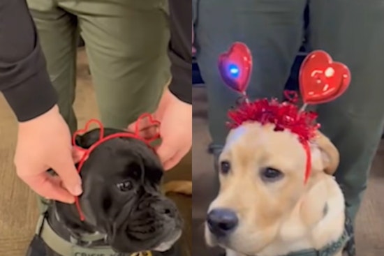 Franklin County Sheriff's Office Crisis K9 Team Shares Valentine's Day Message of Love and Service on Social Media