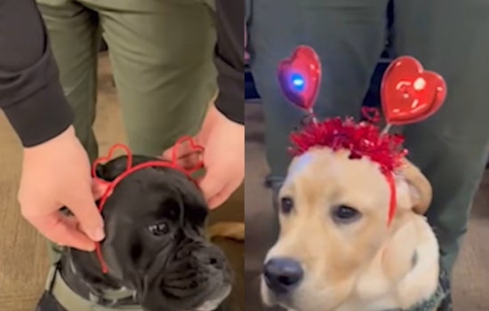 Franklin County Sheriff's Office Crisis K9 Team Shares Valentine's Day Message of Love and Service on Social Media
