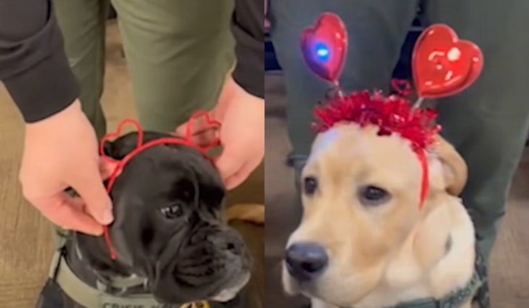 Franklin County Sheriff's Office Crisis K9 Team Shares Valentine's Day Message of Love and Service on Social Media