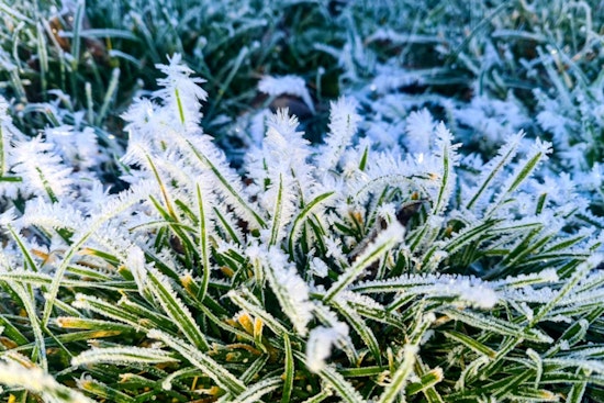 Freeze Warning Issued for New Orleans as Residents Urged to Protect Plants, Pets, and Neighbors