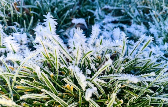 Freeze Warning Issued for New Orleans as Residents Urged to Protect Plants, Pets, and Neighbors