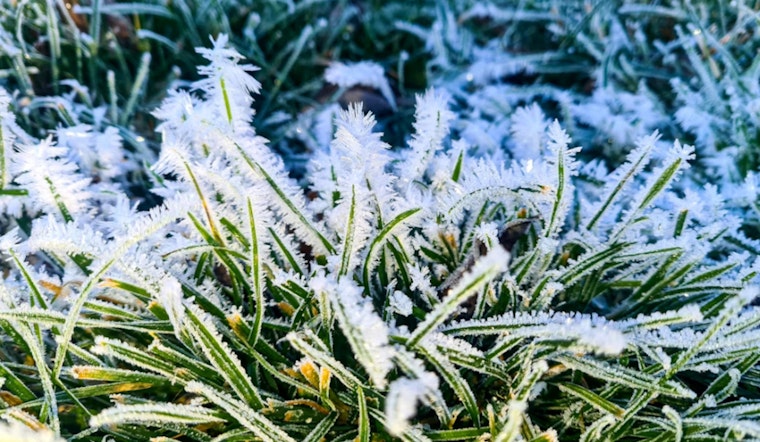 Freeze Warning Issued for New Orleans as Residents Urged to Protect Plants, Pets, and Neighbors