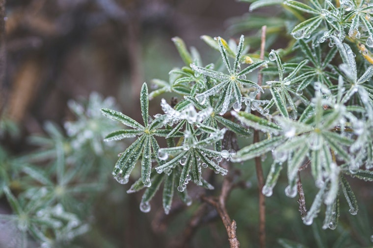 Freeze Warning Issued for Northeast Florida and Southeast Georgia as Jacksonville and Gainesville Brace for Sub-Freezing Temperatures