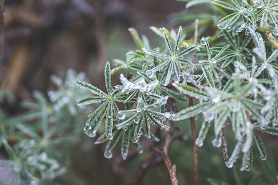 Freeze Warning Issued for Northeast Florida and Southeast Georgia as Jacksonville and Gainesville Brace for Sub-Freezing Temperatures
