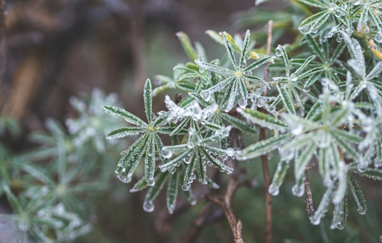 Freeze Warning Issued for Northeast Florida and Southeast Georgia as Jacksonville and Gainesville Brace for Sub-Freezing Temperatures