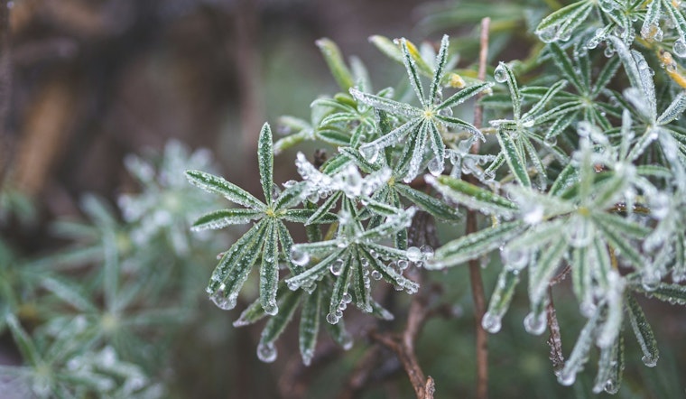 Freeze Warning Issued for Northeast Florida and Southeast Georgia as Jacksonville and Gainesville Brace for Sub-Freezing Temperatures
