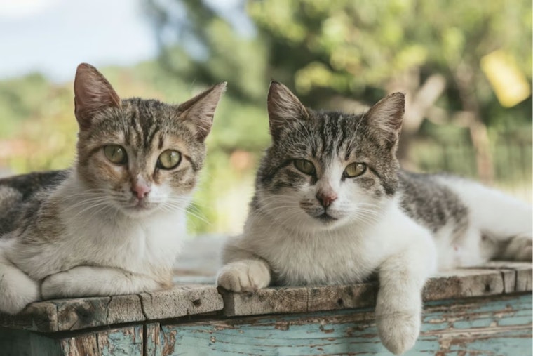 Freezing, Starving Cats Pulled From Alpena House Of Horrors