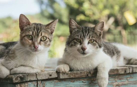 Freezing, Starving Cats Pulled From Alpena House Of Horrors