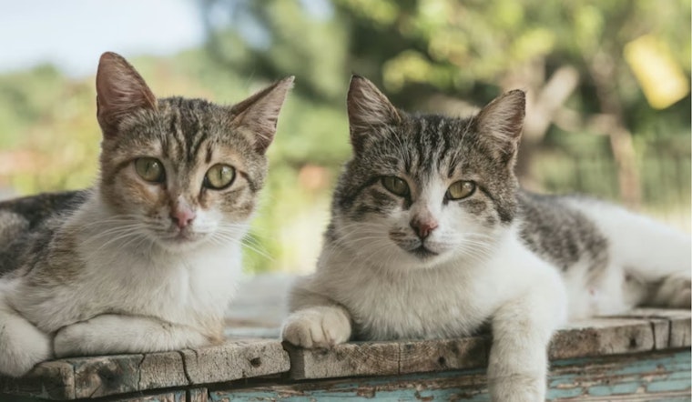 Freezing, Starving Cats Pulled From Alpena House Of Horrors