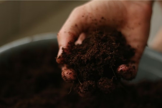 From Buckeye To Backyard: Ohio Mulls Letting You Become Soil